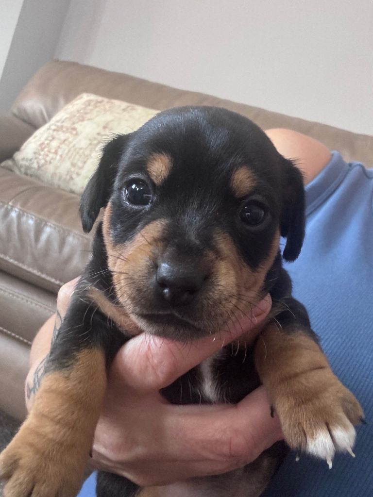 Miniature Jack russel puppy’s 