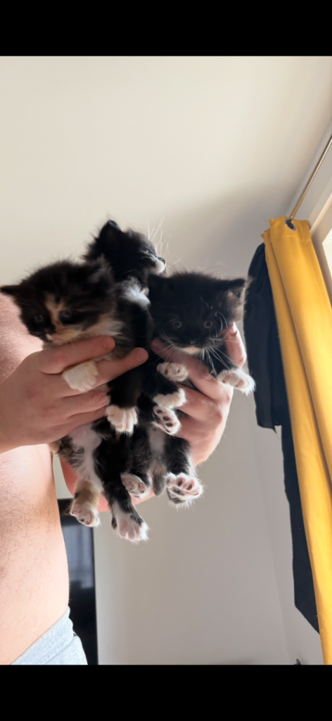 Kittens