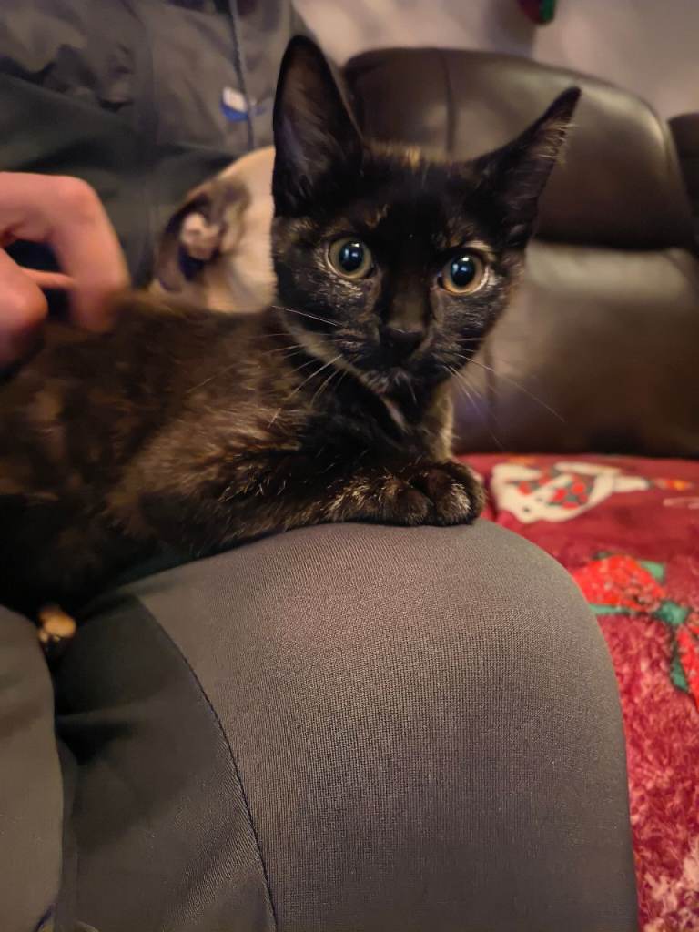 Kittens for sale 50 EACH 