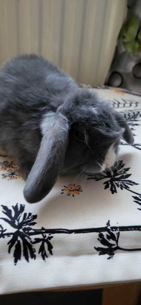 Beautiful Mini lop looking good a home