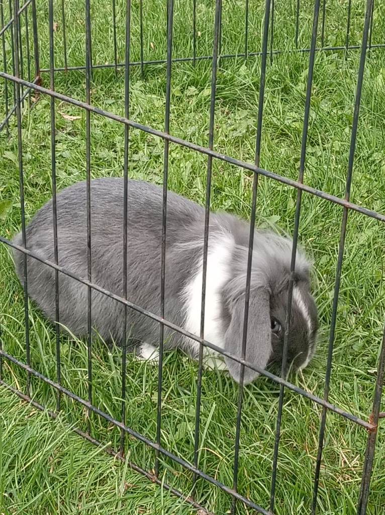 Baby lion head lop