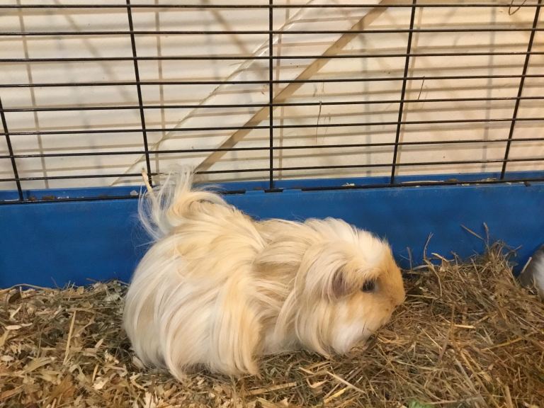 Mum and daughter,  adult male 