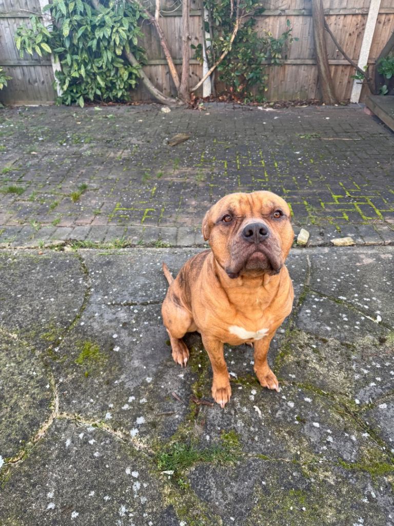 Let’s find out lovely dog a good forever home
