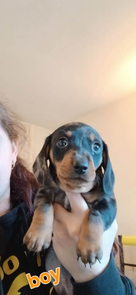 Dachshund puppies 