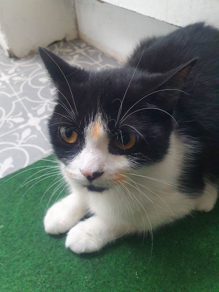 Female cat