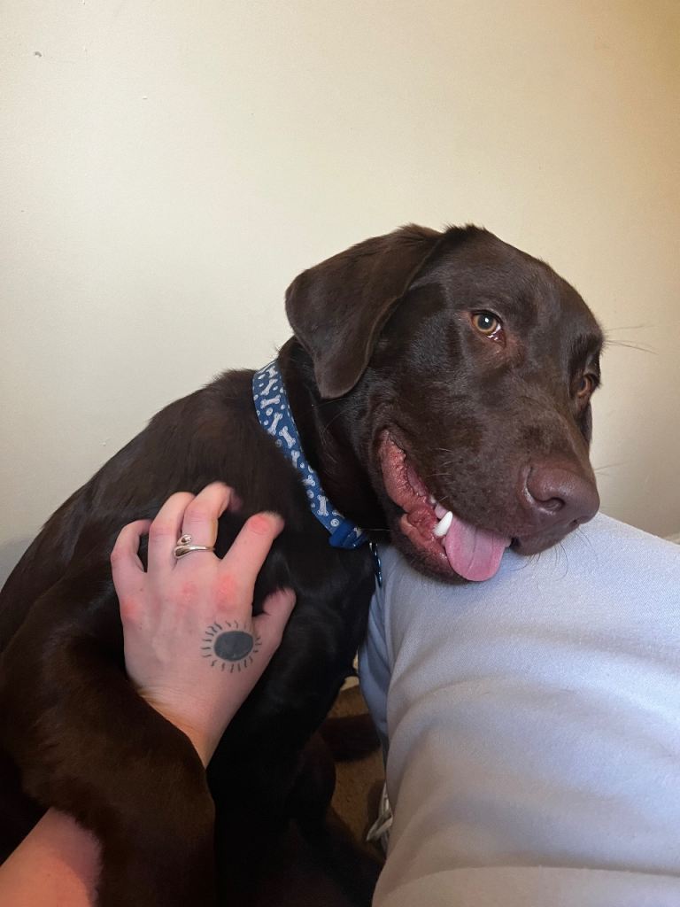George - chocolate Labrador 