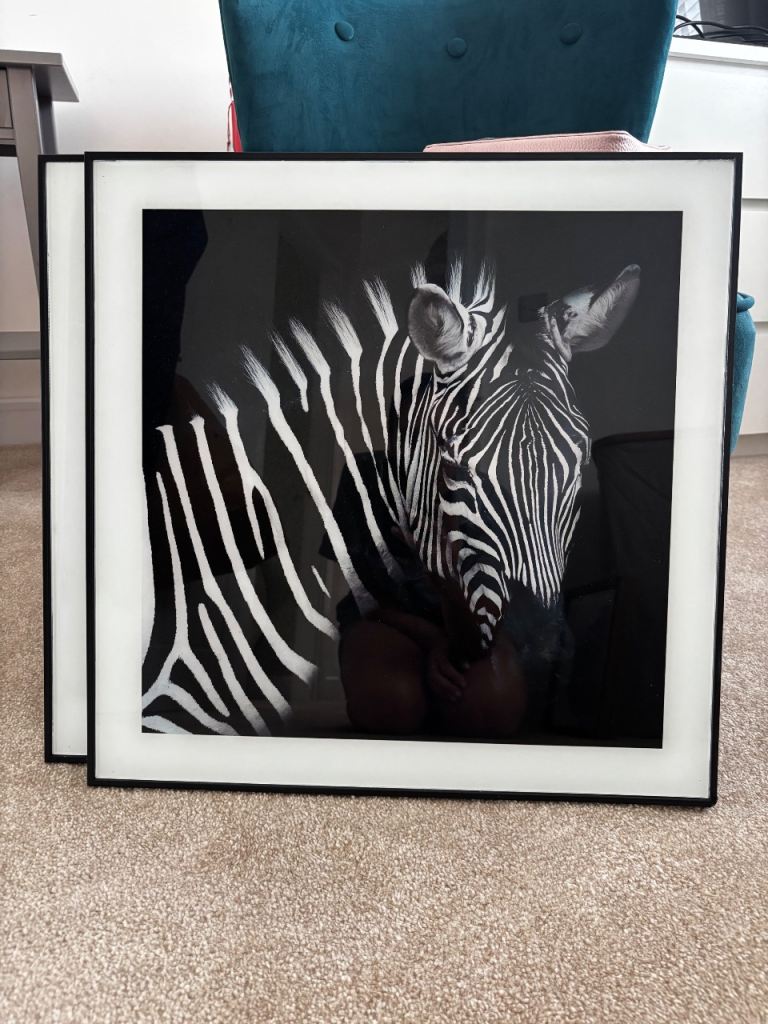 Framed animal portraits 