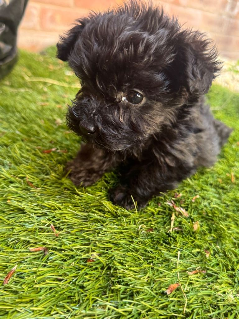 Yorkshire terrier x Biewer terriers