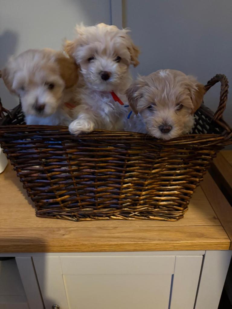 Cavamaltipoo puppies for sale - 2 boys left. Ready in 1 week 