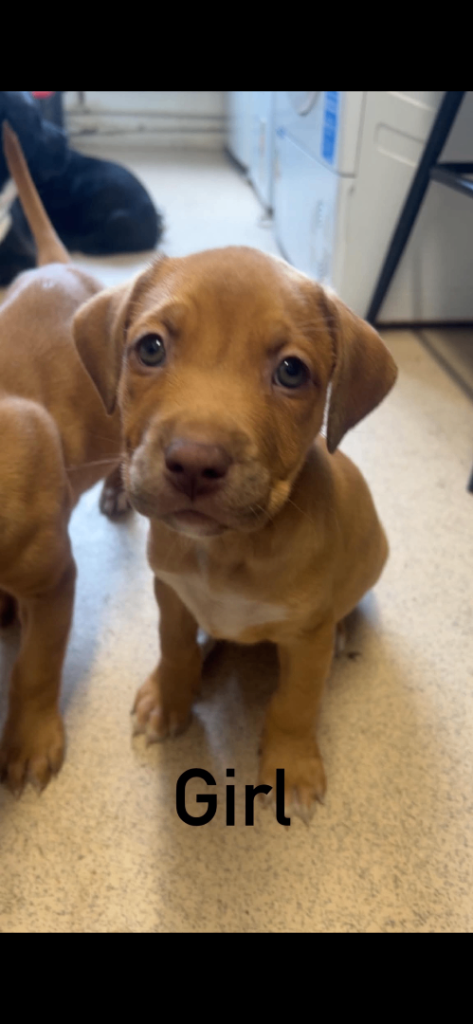 American bulldog puppies