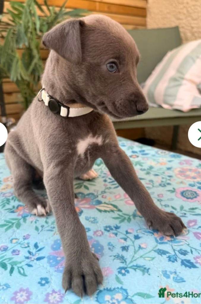 Whippet pups 