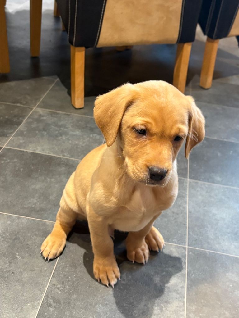 1 Fox red boy pup looking for his 4ever 🏡