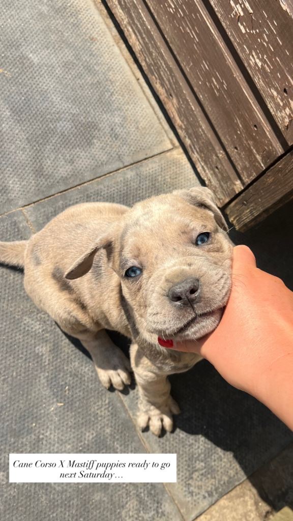 Cane Corso X Mastiff Puppies