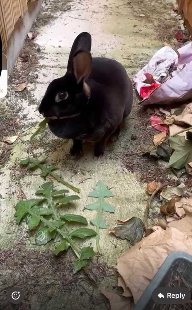 Rabbit