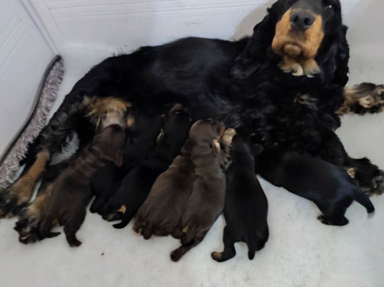 Royal kennel club Cocker spaniels puppies 