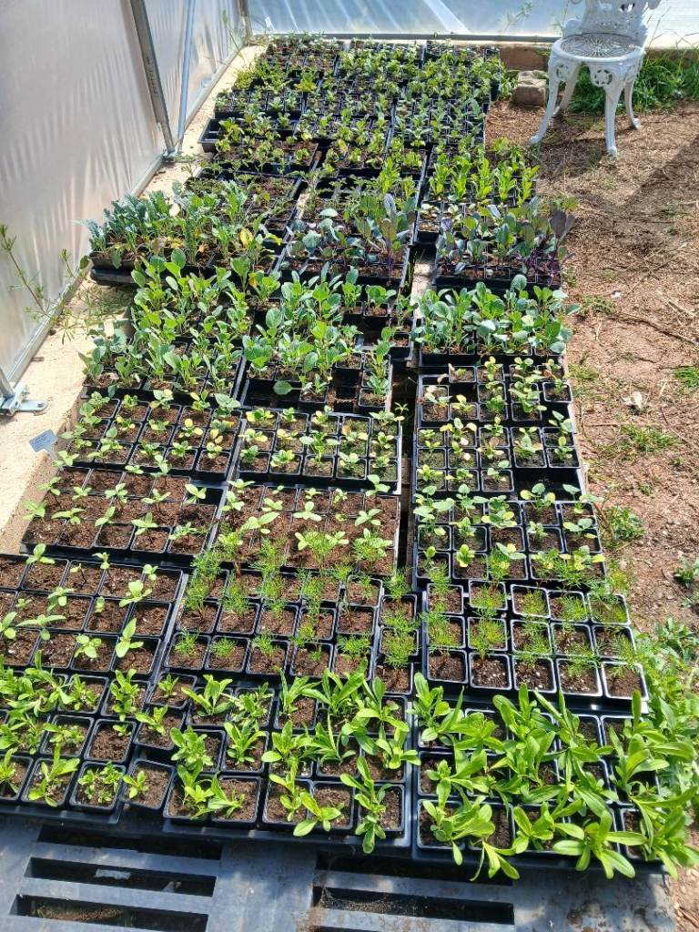 Vegetable, Flower and herb live plants
