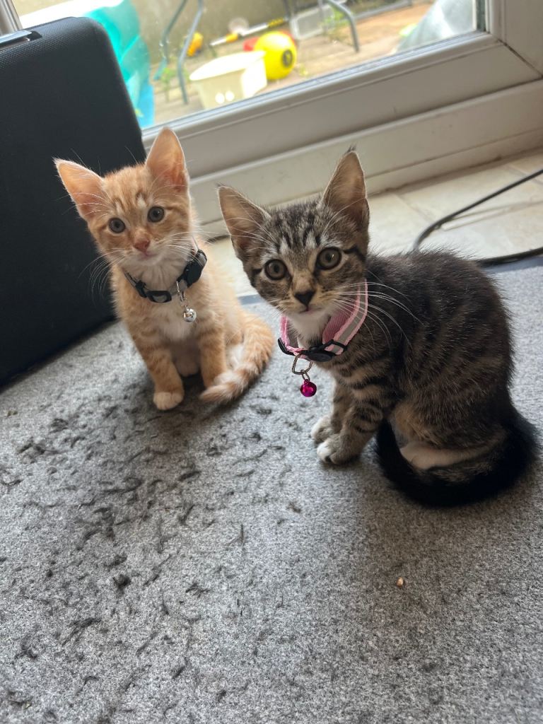 Tabby Kittens