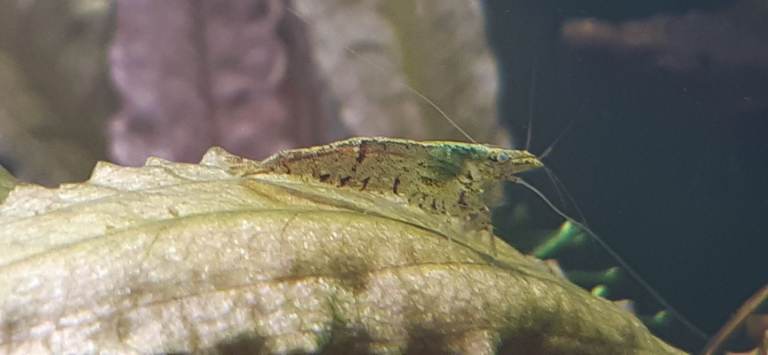 Live Shrimp - Wild Type (Neocaridina davidi)