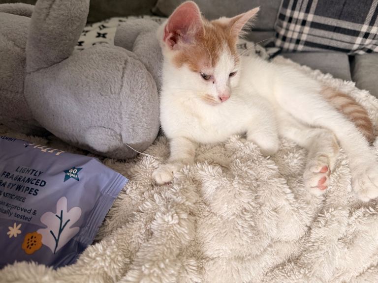 Mix ragdoll x shorthair 14-Week-Old Kitten – Last One Left 🐾