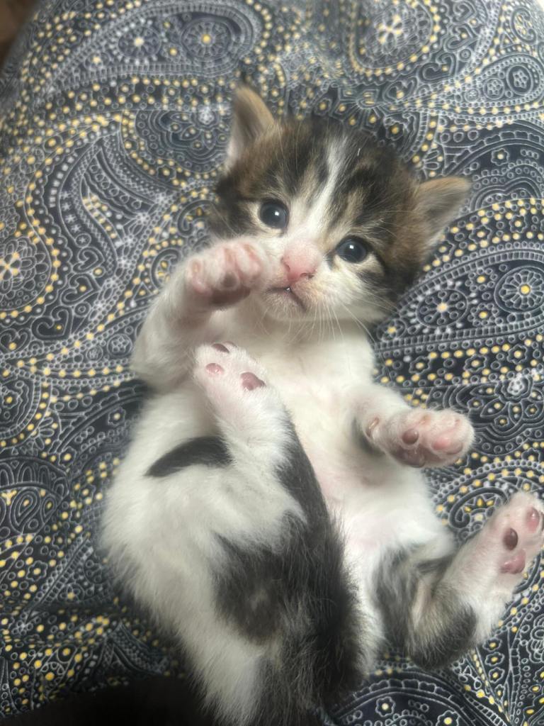 Mixed tabby look like Dalmation dog 