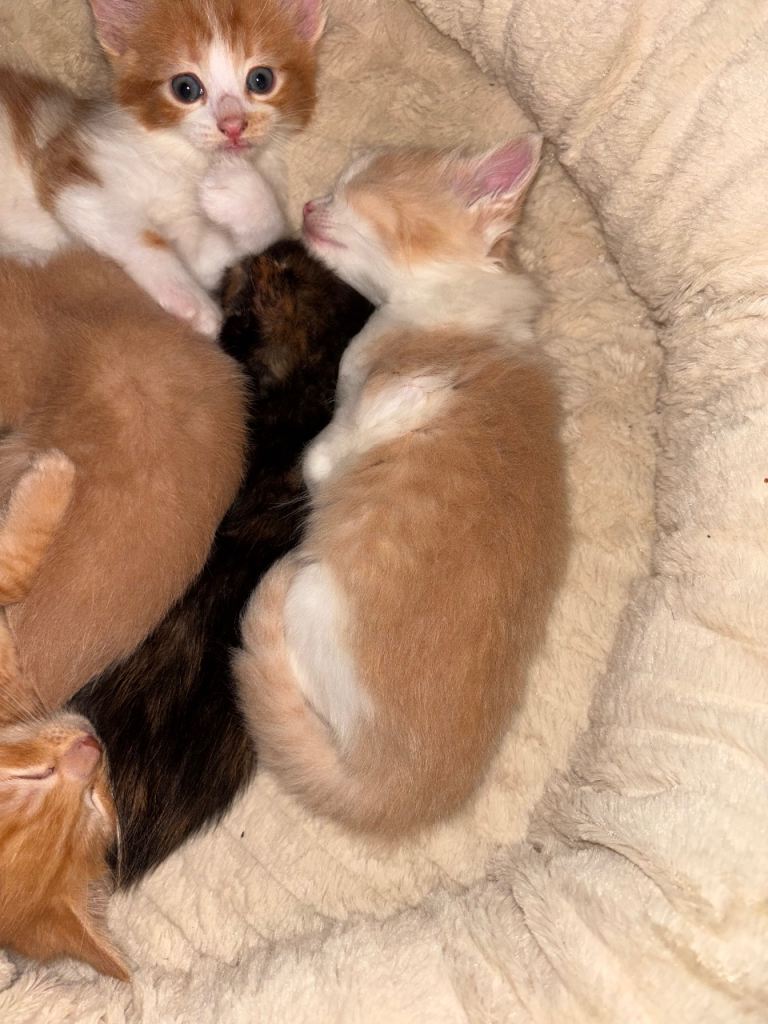 1 beautiful beige & white boy looking for forever home