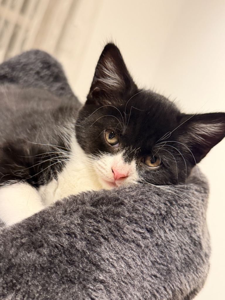 🐱 Adorable Kittens for Sale! 🐾❤️