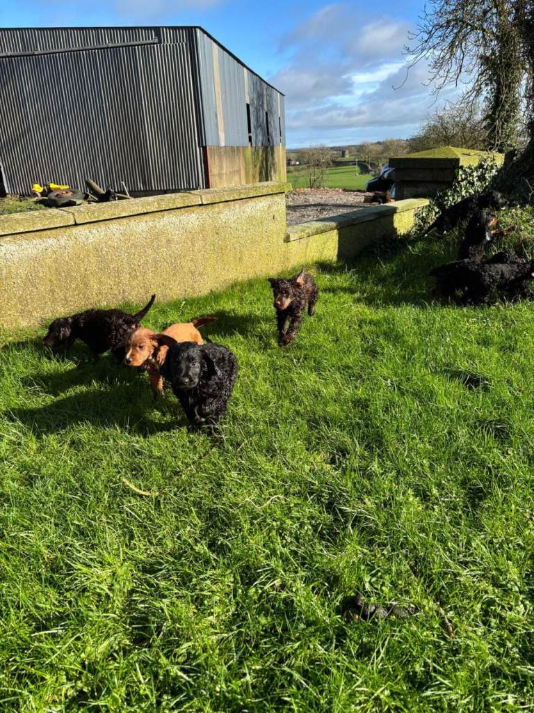 Cocker spaniel pups