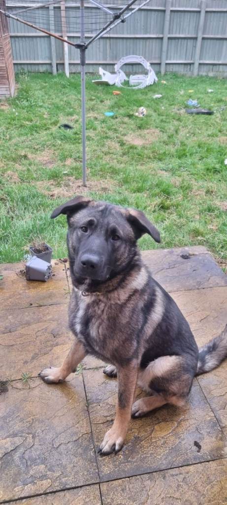 Rehome the dog Belgium Malinois mix with Dutch Shepherd and akita