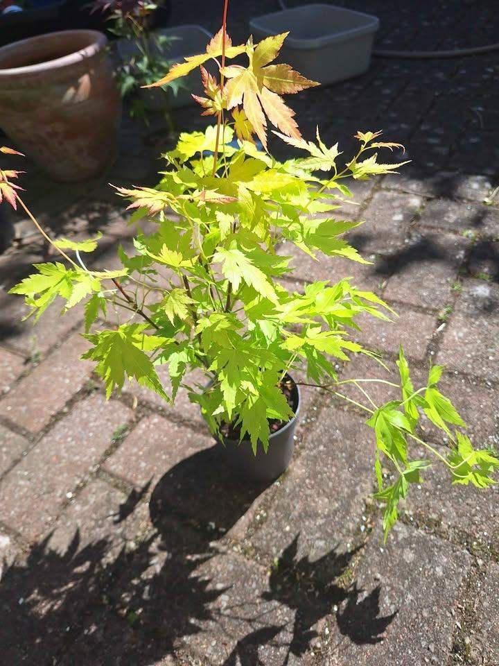 Acer Tree, Golden leaved Japanese Maple Plant 