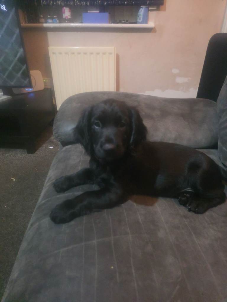 Cocker spaniel puppies 