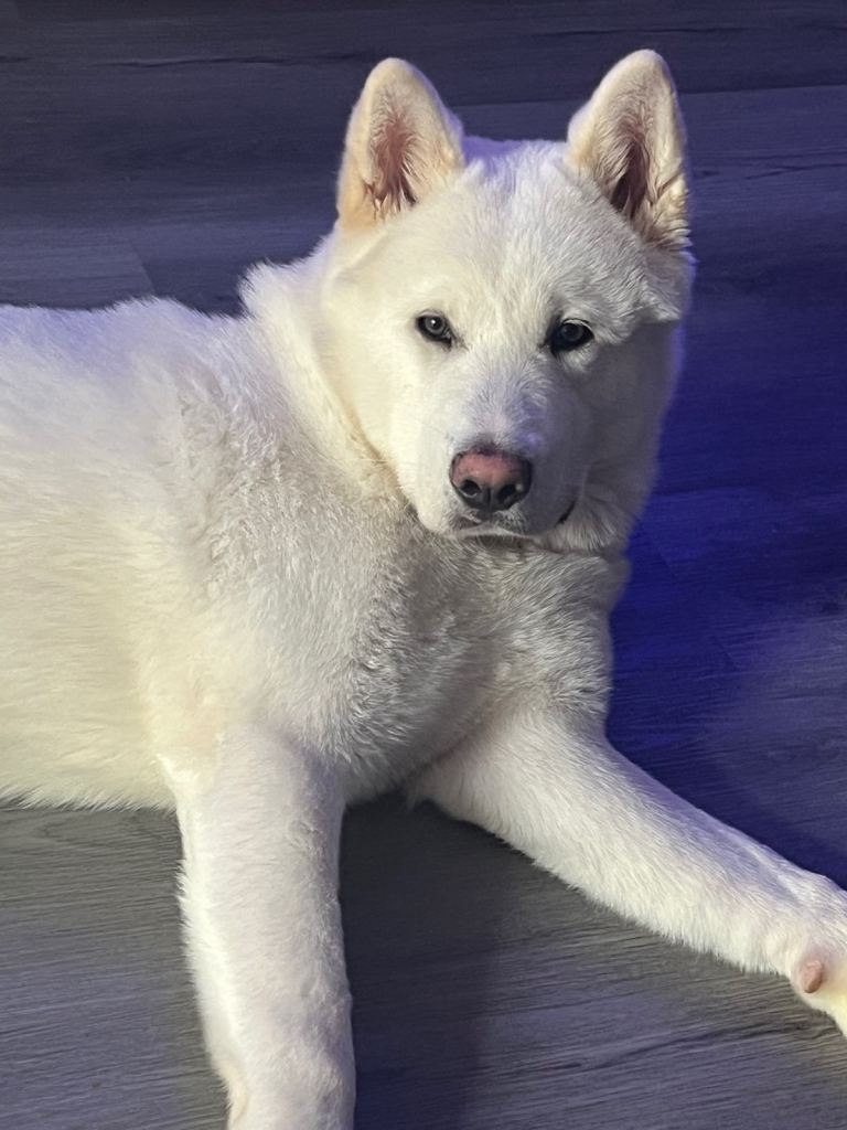 Male akita