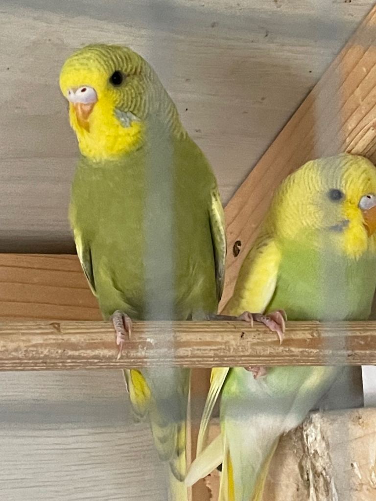 Budgies  2 off they are related siblings … 10 weeks old 