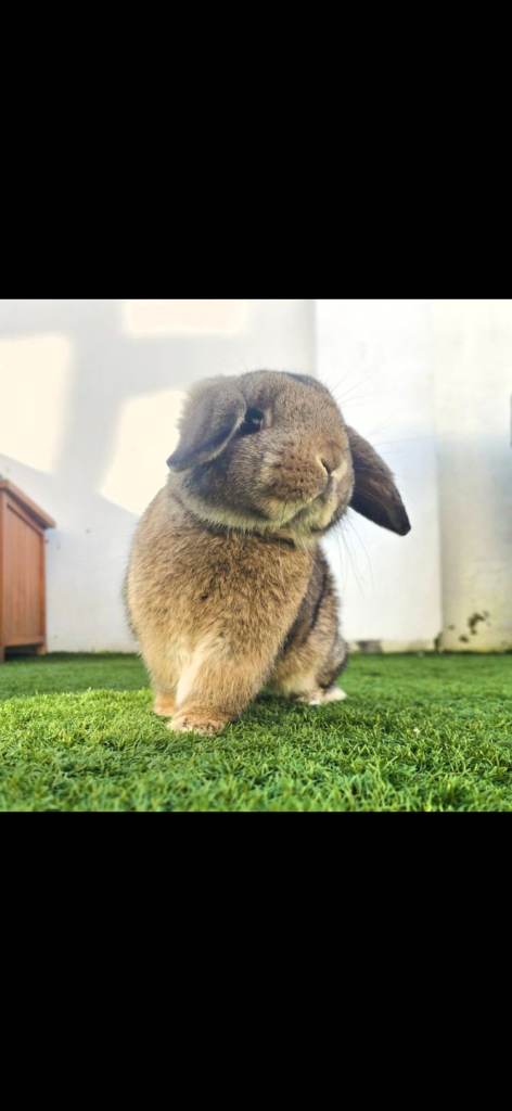 Lop bunnies available  