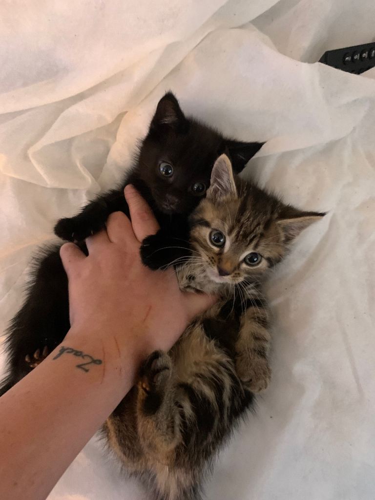 Domestic shorthair kittens 