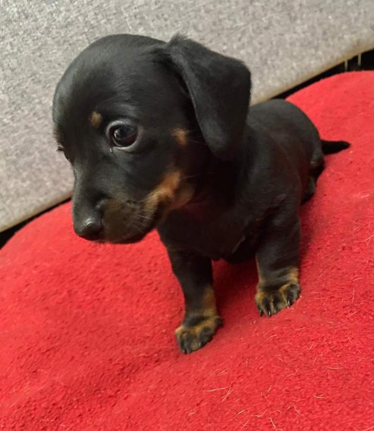  Miniature Dachshund Puppies