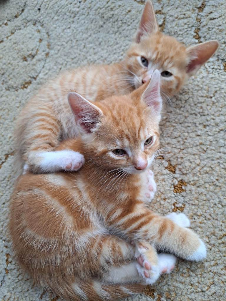 Kittens  for sale
