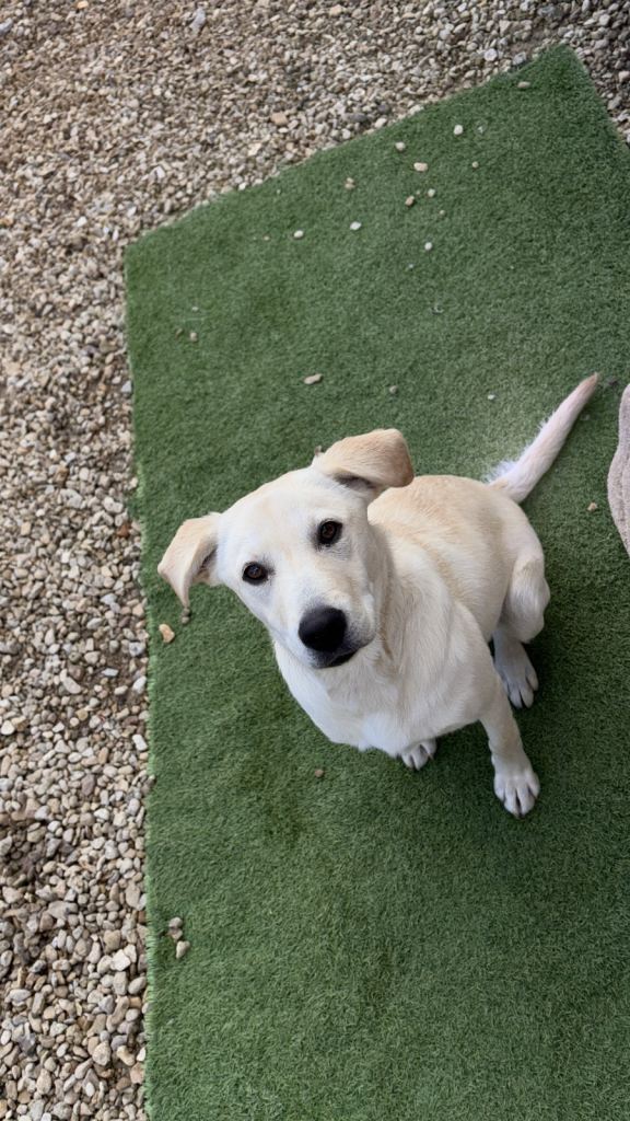 Pedigree Labrador puppy 