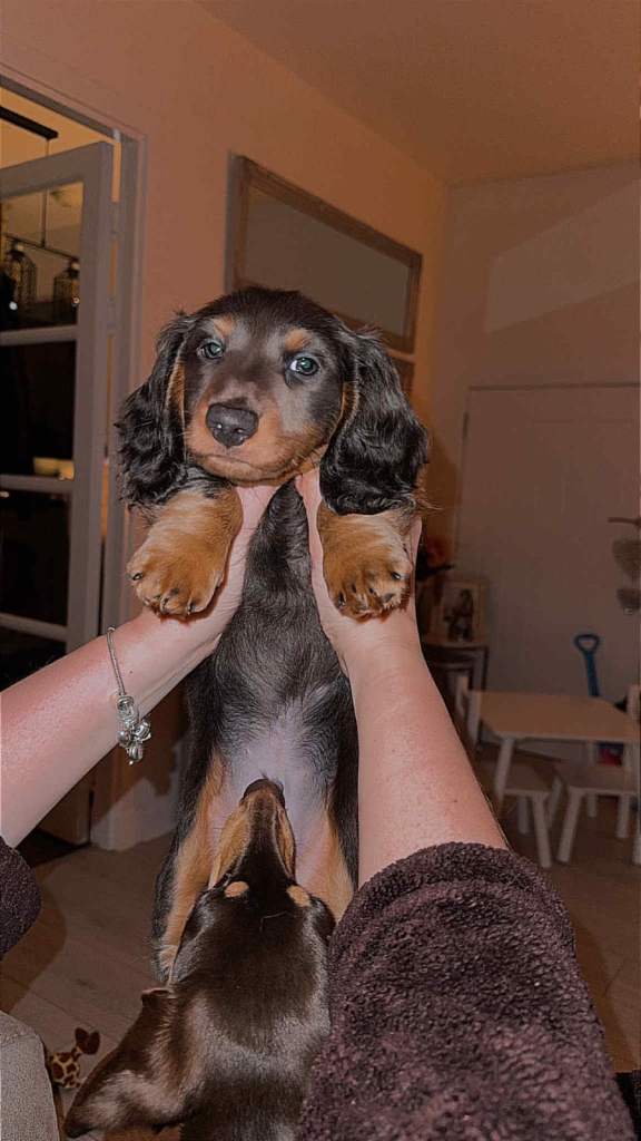 Male longhaired dachshund 