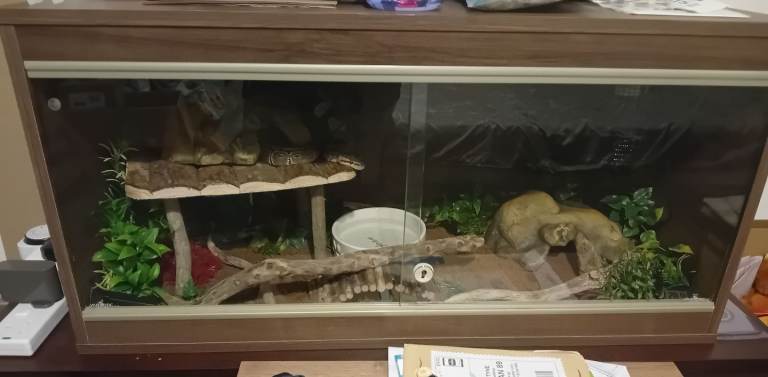 3ft Vivarium setup