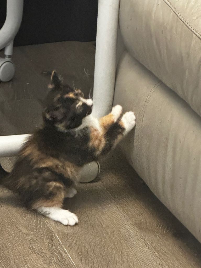 One Gorgeous female kitten left