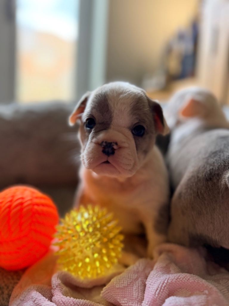 Beautiful French Bulldog x English Bulldog Puppies – 4 Boys & 4 Girls