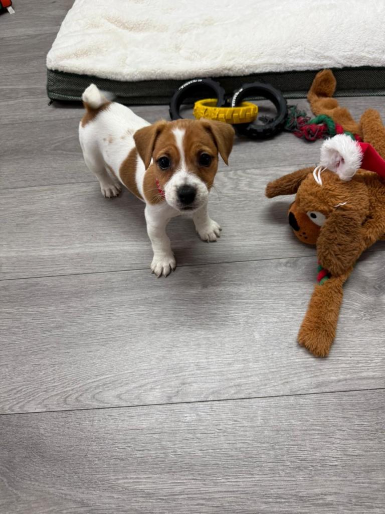 8 Week Old Jack Russel Puppies 