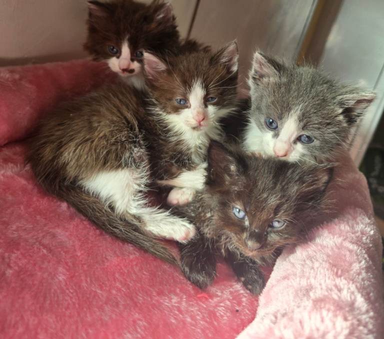 Ragdoll x domestic long hair mix kittens and looking to rehome mum 