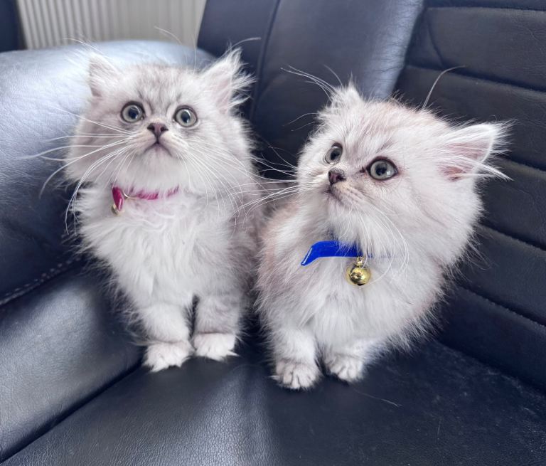 Chinchilla Persian kittens