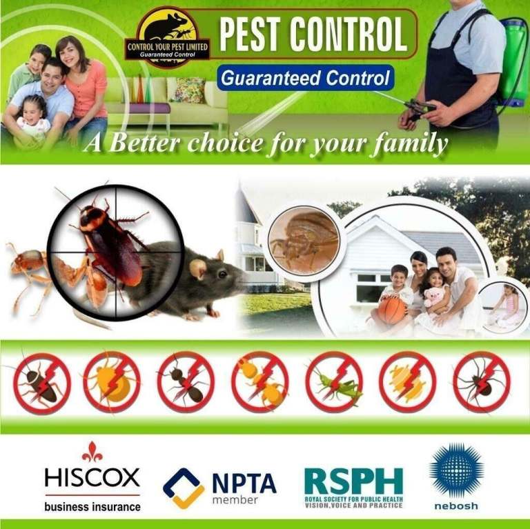 Pest Control Services in London Rat Mice Bedbugs Cockroaches  wasps flies removal 100%