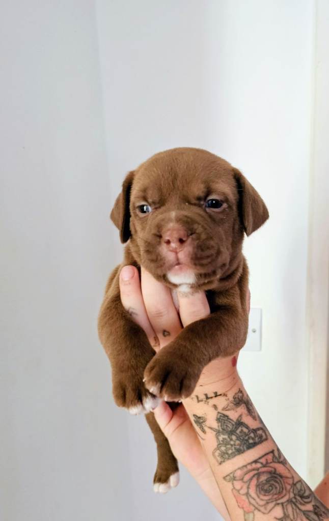 Mastiff/staffy mix x Presa Canario