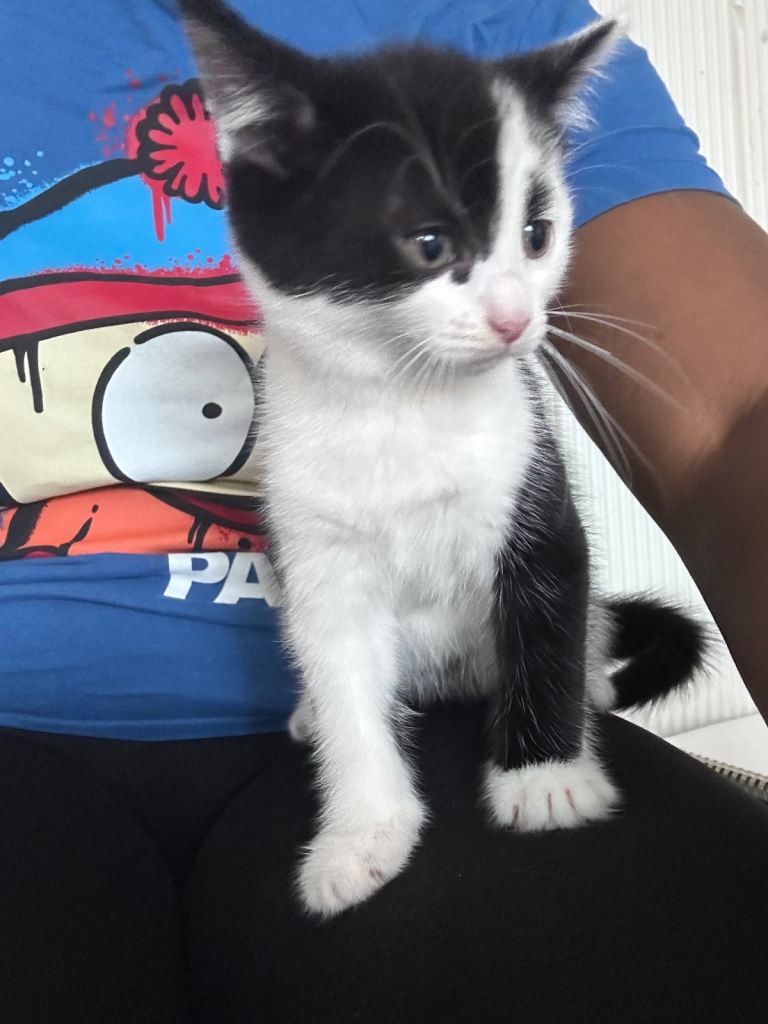 Only two kittens left !