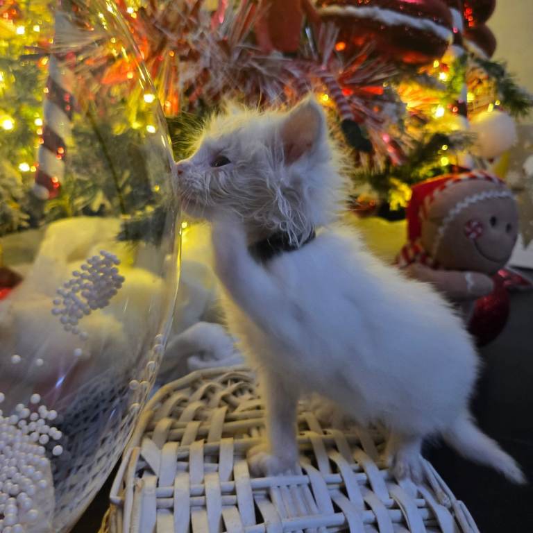Champion russian Maine coon kittens