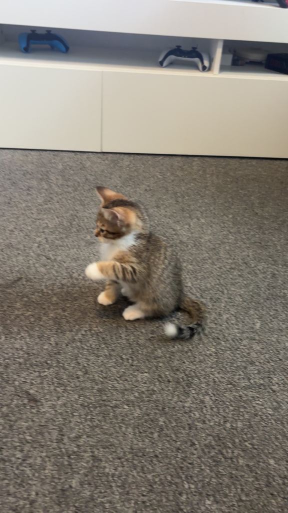Kittens ready to go 