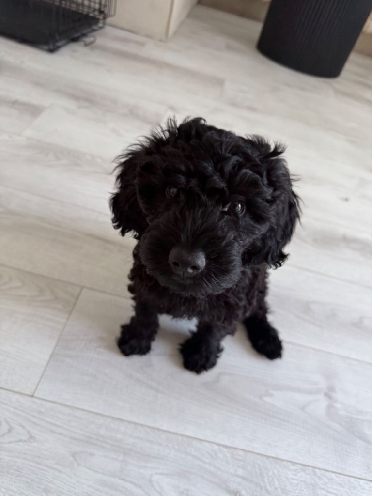 Fully House-Trained Adorable Cockapoo Puppy - Amazing Temperament
